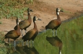 White-Faced Whistling Duck